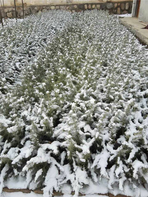 陜西雪松 陜西雪松