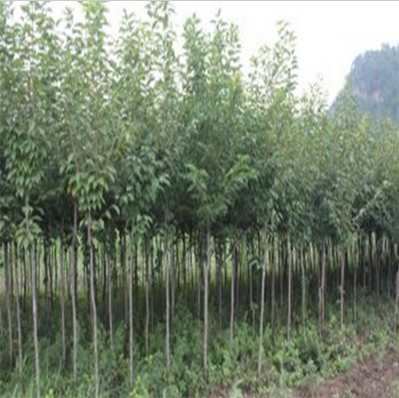 陜西景觀苗木-櫻花 陜西景觀苗木-櫻花