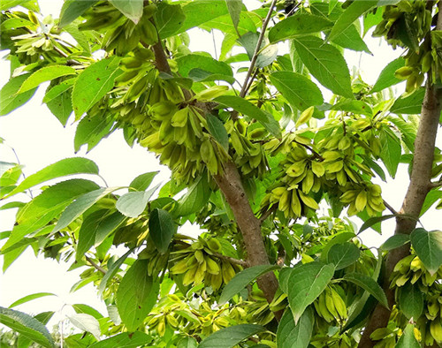 陜西杜仲 陜西杜仲