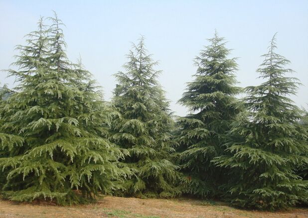 陜西雪松 陜西雪松