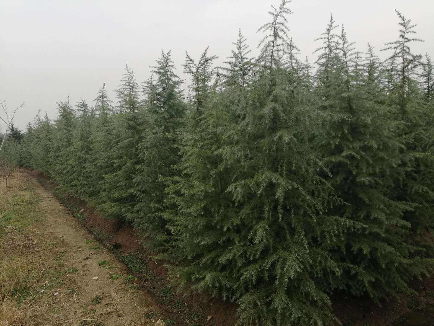 陜西雪松 陜西雪松