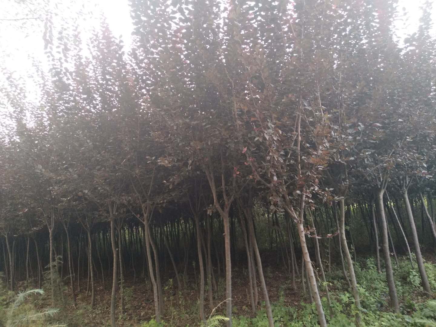 景觀苗木的長期養護：讓園林美景歷久彌新